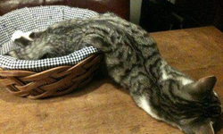 我也想住杯子裡！10張照片證明貓咪柔軟度無極限 貓、液體、可愛、下樓梯、沙發、萌、蠢、水、飲料