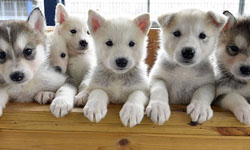 哈士奇棄養率近年大增...全都怪《暮光之城》等吸血鬼題材？ 哈士奇、寶寶、幼犬、棄養、救援中心