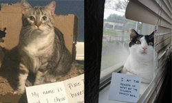 貓奴的逆襲！人類以下犯上的10張貓咪罪狀指證照 貓、貓奴、犯錯、罪狀、指證