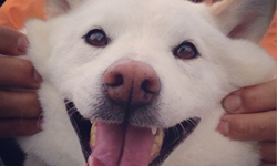 別羨慕我這麼軟Q啦！柴犬Sana的賣萌翻白眼生活日記 Instagram、柴犬、賣萌、翻白眼、軟Q