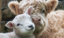 「我們是永遠的好朋友！」孤兒小牛和小羊的超暖心相遇歷程 孤兒、羊、牛、感動、相遇、歷程、可愛、萌、睡覺、依偎、治癒、療癒