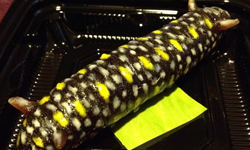 日本人的口味真奇怪！讓人崩潰的毛毛蟲軟糖甜點 毛毛蟲、幼蟲、甜點、軟糖、日本