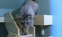 「這裡是最棒的遊樂場！」亞斯伯格症患者用15年為愛貓改建住家 貓、溫馨、感人、感動、亞斯伯格症、社交恐懼、社交、可愛、治癒、療癒