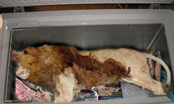 獅肉大餐誰敢吃？餐廳冰櫃驚見整頭獅屍 動物園、獅子、屍體、獵犬、食物