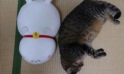 當家貓遇上妖貓？《夏目友人帳》貓咪老師亂入日本養貓人家 貓咪老師、夏目友人帳、合照、寫真、ニャンコ先生を探