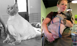 超級減重貓咪篇 13公斤肥貓咪瘦身計畫登場 King Leo、Cat Shoppe Rescue、LaTisha Lampley、緬因貓、過重