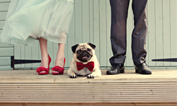 「大喜之日我豈能缺席！」狗狗參加婚禮的溫馨照片合輯 婚禮、狗、可愛、溫馨