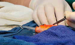 你看過金魚動手術嗎？手術台上小小的生命奇蹟！ 金魚、手術、澳洲、生命、喬治可愛