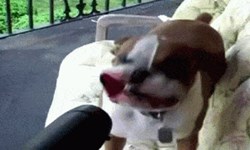 猛犬一秒霸氣全失！狗狗玩大風吹露齒瞪大眼沒有極限 狗狗、搞笑、P圖、大風吹、吹葉機