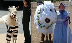 馬匹也玩死亡金屬？現今馬難為的惡搞百變造型集合 馬、萬聖節、觀光、變裝