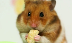 小林尊敗北！貪吃胖倉鼠竟成新一代大胃王？ YouTube、小倉鼠、大胃王、影片、小林尊