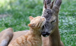 「不要計較誰付出的多！」又酷又溫柔的貓咪想告訴你的8件事 貓、萌、萌貓、馬、鹿