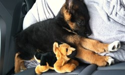 不用主人陪也沒關係！10個狗狗抱布偶睡覺的超萌瞬間 狗狗、毛孩子、布偶、睡覺、可愛、萌、寵物