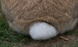 難怪愛麗絲會夢遊仙境！10張圖證明兔屁有夠誘人 兔子、屁股、兔屁、可愛、動物