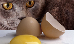 護髮不用上髮廊！唾手可得的7種天然護髮食材 護髮、美髮、酪梨、蜂蜜、生蛋