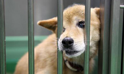 「不想要牠們再次被遺棄！」日本學生讓安樂死動物開出生命之花 日本、靜岡、安樂死、流浪動物、狗