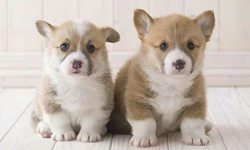 胖狗胖寶=毀滅性武器？喜歡可愛事物的人易有的困擾 可愛、胖物、萌物、動物、寶寶