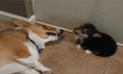 簡直在演《甄嬛傳》！狗狗為爭寵互毆裝暈樣樣來 可愛、狗狗、甄嬛傳、爭寵、勾心鬥角、主人、朋友、好同伴、演戲、暈倒、吵架、動手、溫馨