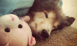 「想陪你走到生命的最後！」善良夫婦用愛讓病犬度過幸福餘生 狗、犬、流淚、感人、流浪動物