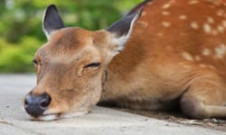 小鹿斑比不只是療癒使者！4個前往奈良不能不知的事 奈良、日本、鹿、奈良の鹿愛護会、奈良愛鹿協會