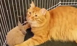 貓咪其實沒那麼冷淡？6部影片見證貓寶與兔寶的友情 貓、兔、YouTube、跨物種、友情、家貓、和平共處、動物、相親相愛、保母、亦敵亦友