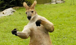 從慈母演到臭混混！戲路廣闊無邊的萌袋鼠 呆、萌、袋鼠、澳洲、演員