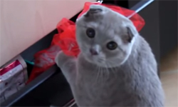 因為可愛所以無罪釋放！呆萌動物偷竊事件簿 可愛、偷兒、偷竊、壞、呆、萌、機靈、小聰明、神不知鬼不覺、糗、抓包、原諒、溝追