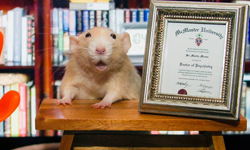 是老鼠還是文青？參見十項全能小胖鼠Marty marty、marty mouse、小胖鼠、文青、享受