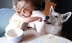 「吃飯的時候不准喇舌！」超萌寶寶餵食寵物秀       寶寶、萌、小孩、兒童、餵食