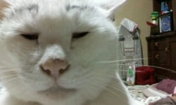 你上傳這些有經過我同意嗎？日本舉辦醜得可愛的貓咪大賽 貓咪、貓、可愛、喵、蠢