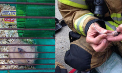 哈姆太郎火裡逃生記！不放棄任何小生命的打火英雄 哈姆太郎、倉鼠、火災、消防員、尊重生命