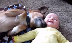 冷酷貓與暖男狗怎麼帶小孩？貓狗保姆育嬰之道大PK 可愛、狗狗、貓貓、保姆、哪個好、溫馨、寶寶、保護、心動、互動、融化、暖男、冷男