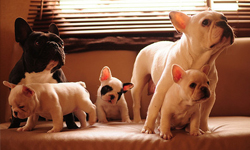 狗大人是天使還是惡魔？4個狗主人常碰到的心酸事 狗、犬、動物、毛小孩、狗主人