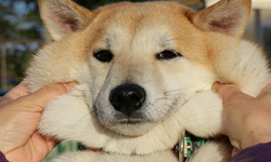 嘴邊肉才不輸小喬治！讓你無法自拔的胖萌動物合輯 動物、可愛、柴犬、倉鼠、松鼠