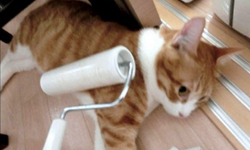 貓毛、狗味退散！寵物主4寶讓你輕鬆搞定毛小孩困擾 貓狗、貓咪、狗狗、毛、貓毛