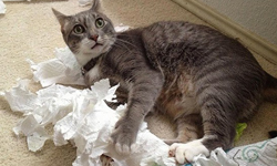 別活在自己的世界！養毛小孩時該顧慮別人的6個時刻 香必飄、臭味、分解、寵物、愛、麻煩、顧慮、尊重、毛髮、氣味、玩具、態度、家具、乾淨、整潔