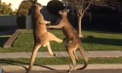 澳洲袋鼠當街互毆  路人全都錄 袋鼠、澳洲、互毆、飛踢、功夫