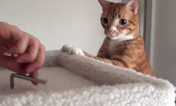 這不是破壞是藝術品  喵星人神邏輯大公開 貓、邏輯、影片、飼料、撒嬌