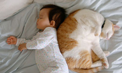 一起睡覺才幸福 寶寶與貓貓的有愛共眠特輯 寶寶、貓咪、睡覺、幸福、有愛