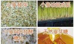 怎麼避免吃到加工糖？專家教你怎麼選「天然麥芽糖」！ 健康醫療網、天然食品、麥芽糖、蜂蜜、高鏈球菌、葡萄球菌、幽門螺旋菌