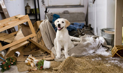 養寵物之前你必須知道的殘酷現實  毛小孩真愛大考驗    寵物、狗奴、貓奴、動物、現實