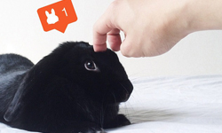 黑色才是最可愛的顏色！小黑兔Enid療癒魅力錯過捶心肝 Enid、Shota Tsukamoto、黑兔、胖、可愛