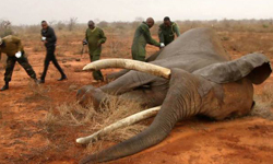 超重量級即刻救援！獸醫仗義解救垂死象 肯亞、非洲、大象、救援、獸醫