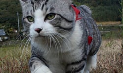 根本是言情小說男主角！霸氣又憂鬱的浪子貓喵吉 喵吉、浪貓、野良貓、浪子、豪氣