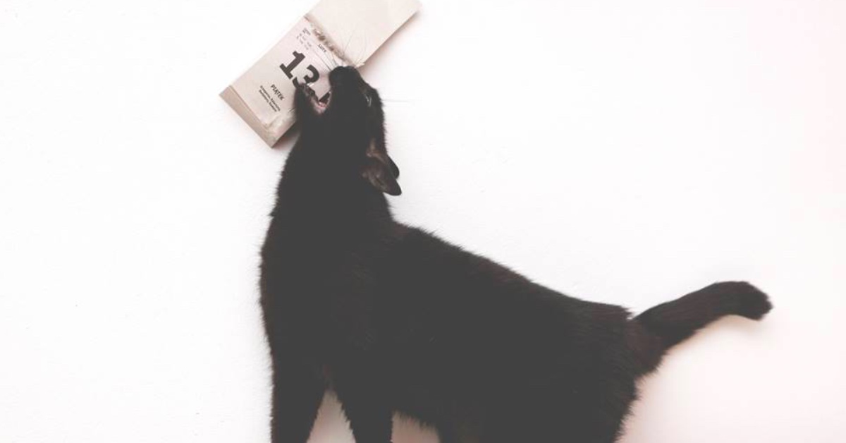 看到黑貓就是會衰？讓小黑貓來平反為你破除迷信！ 黑貓、迷信、13號、星期五、西方、東方、文化、禁忌、 Fotografia Monika Małek、波蘭、攝影師