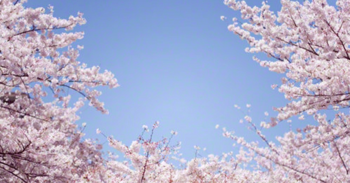 賞櫻賞到哭不誇張！日本上班族激推5大必去花見景點 賞櫻、櫻花、日本、上班族、哭