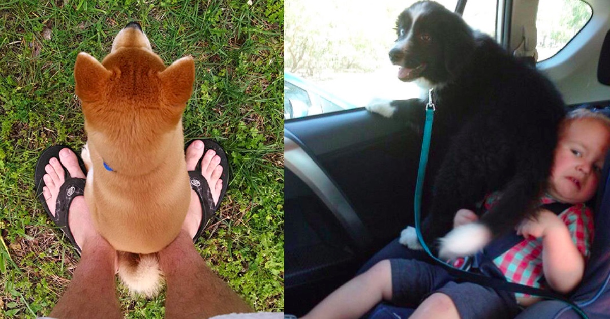 狗：什麼叫做「個人空間」？20隻全面佔領你生活的狗狗 狗、汪星人、狗奴、示愛、個人空間