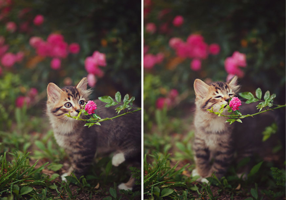 這就是春天的味道嗎？25張照片帶你看專屬小動物們的春日體驗 春日夢工廠、春天、花、攝影、動物、春日、溫暖、陽光、希望、花香