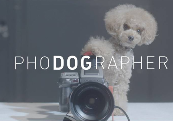 愛犬快門下的你會是什麼模樣呢？催淚度滿點的PhoDOGrapher感動開拍 PhoDOGrapher、狗狗、攝影師、寵物、主人