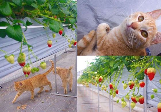 想吃草莓？先過我這關！喵星人組成地表最萌草莓園守衛隊 日本、宮城縣、山元町、草莓、貓咪